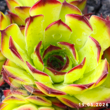 Sempervivum 'Jade'