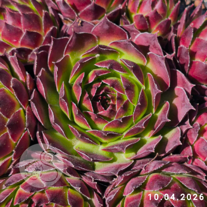 Sempervivum 'Court Jester'