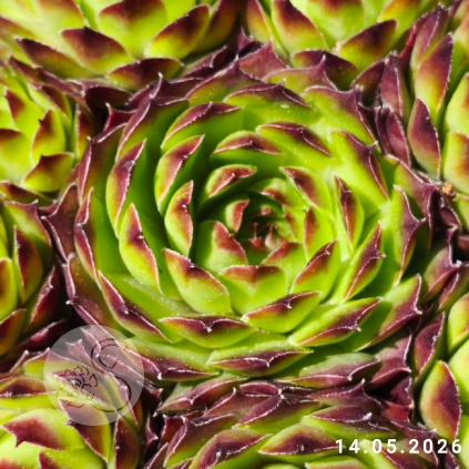 Sempervivum 'Court Jester'