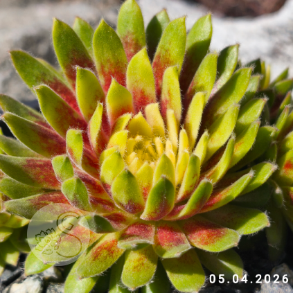 Sempervivum 'Sunburst'