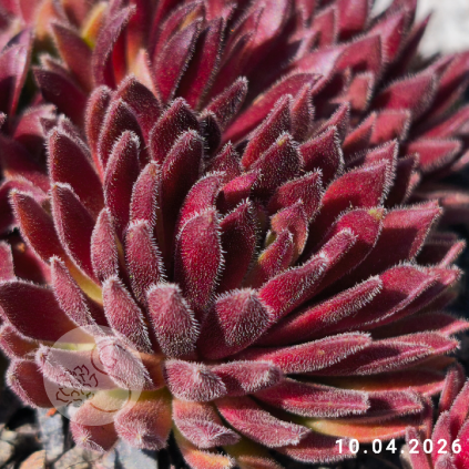Sempervivum 'Abraxas'