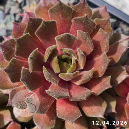Sempervivum 'Shape Shifter'
