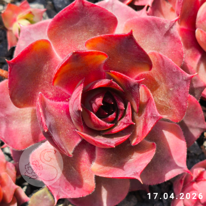 Sempervivum 'Alesia'