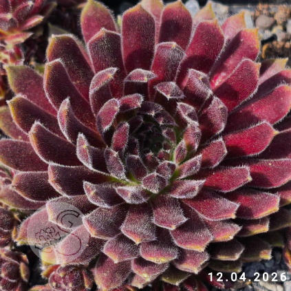 Sempervivum 'Rotschenkel'