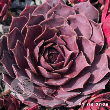 Sempervivum 'Blackcurrant Ice'