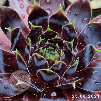 Sempervivum 'End of Night'