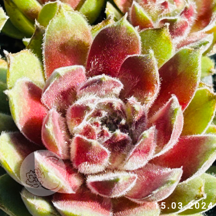 Sempervivum 'Tarantula'
