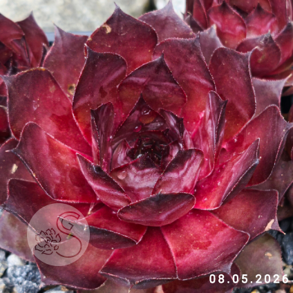 Sempervivum 'Dakota'