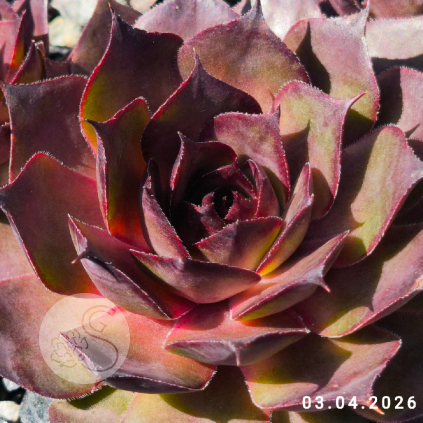 Untitled6 20260414232006