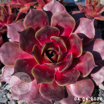 Sempervivum 'Damson Wine'