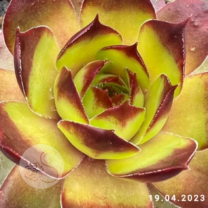 Untitled6 20260415092837