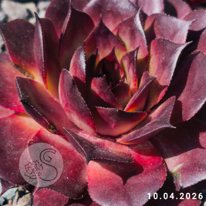 Sempervivum 'Positively Glowing'