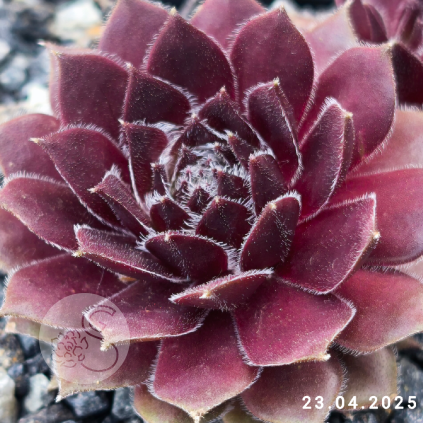 Sempervivum 'Corsair'