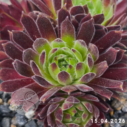 Sempervivum 'Firefly'