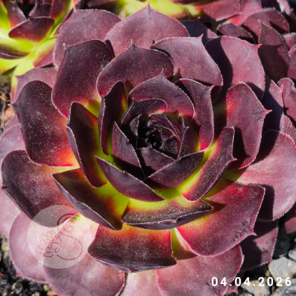 Sempervivum 'Ogalala'