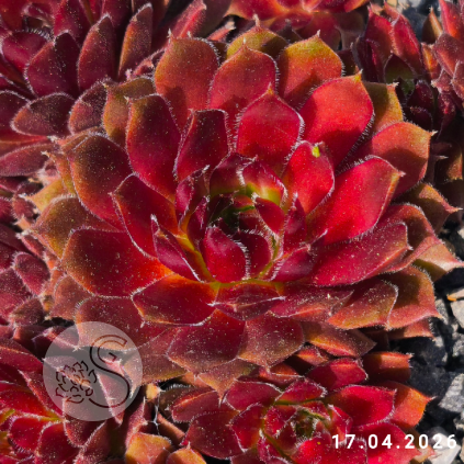 Sempervivum 'Ohu ôm Ohu'