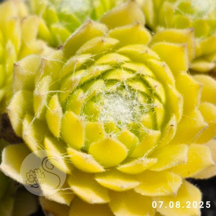 Sempervivum Colorockz® 'Lemon Flare©'