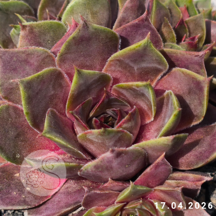 Untitled6 20260417113703