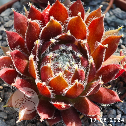 Sempervivum 'Polka Dot'