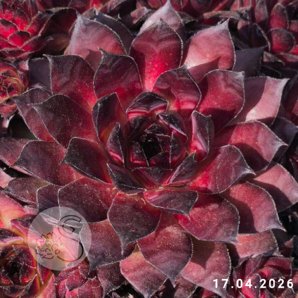 Sempervivum 'Dark Beauty'