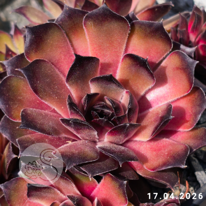 Sempervivum 'Interstellar'
