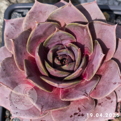 Sempervivum 'Cyrham'