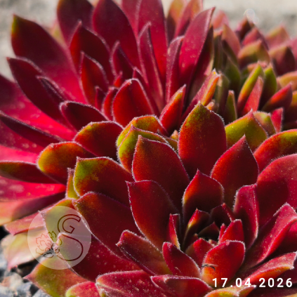 Sempervivum 'Gloriosum'
