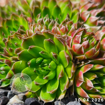 Orostachys spinosa 'Green form'