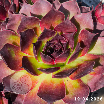 Sempervivum 'Lott-Lott'