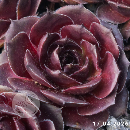 Sempervivum 'Elva'