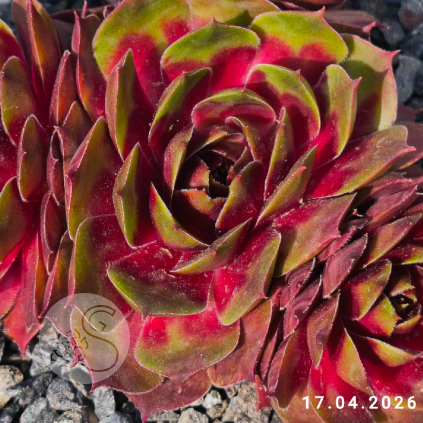 Sempervivum 'Gay Jester'