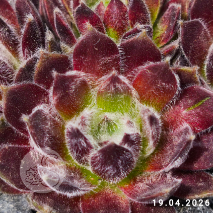 Sempervivum 'Icicle'