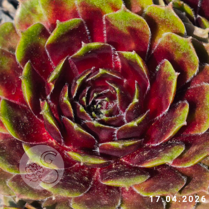 Sempervivum 'Flash Harry'