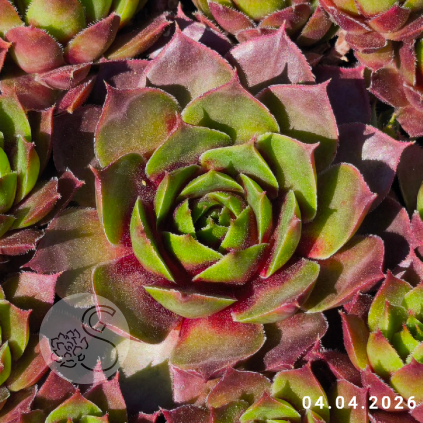 Sempervivum 'Bloody Sunset'