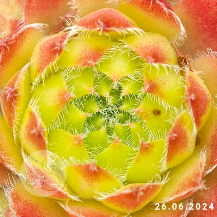 Sempervivum 'Sirius'
