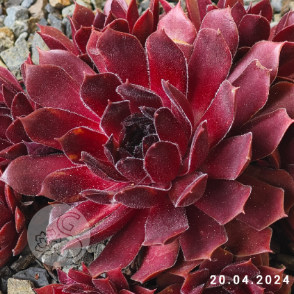 Sempervivum 'Pacific Red Rose'