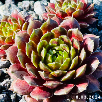 Sempervivum 'Pachamama'