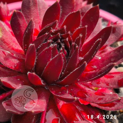 Sempervivum Colorockz® 'Coral Red®'