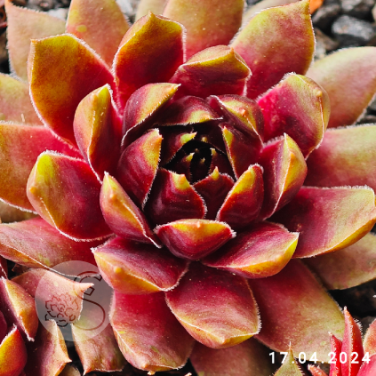 Sempervivum 'Naemi'