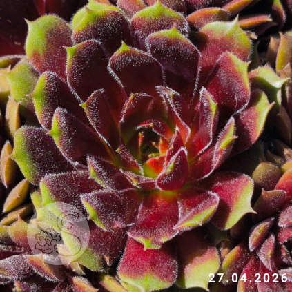 Sempervivum 'Happy'