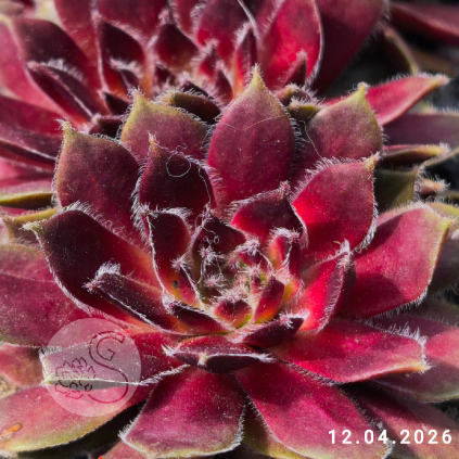Sempervivum 'Pacific Sparkler'