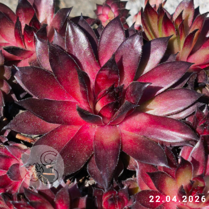 Sempervivum 'Red Tess'