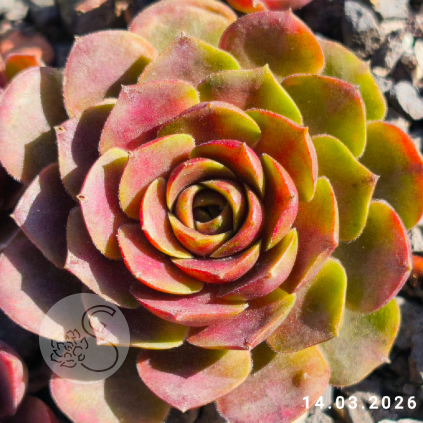 Sempervivum 'Bird Rockoon'