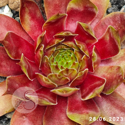 Sempervivum 'Fuego'