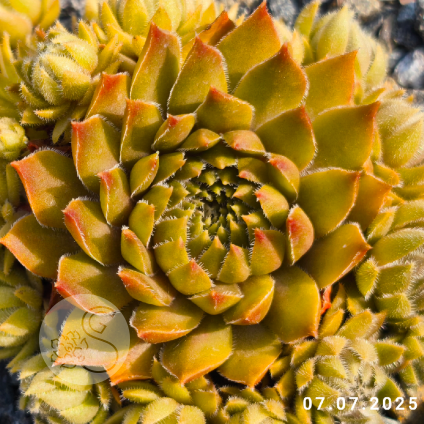 Sempervivum 'Bronze Pastel'
