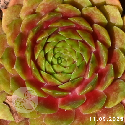 Sempervivum 'Sparta'