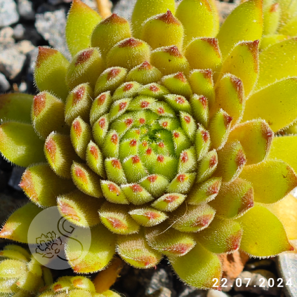 Sempervivum 'Golden Tiffany'