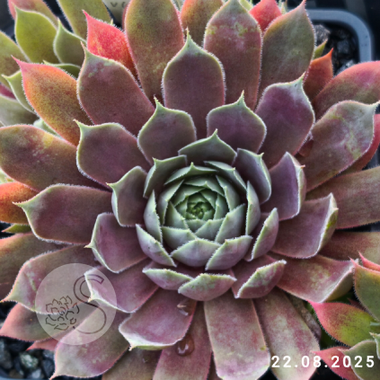 Sempervivum 'Pacific Jordan'