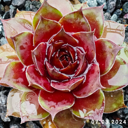 Sempervivum 'Rammstein'