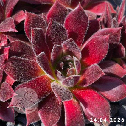 Sempervivum 'Pacific Sexy'